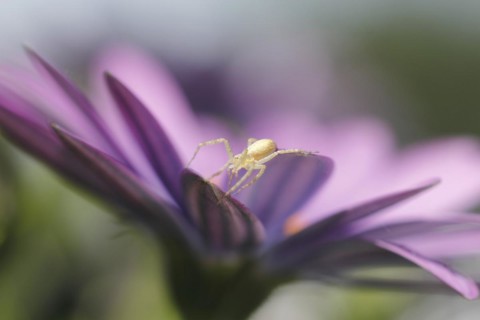 Spider (Araneae), on Polarstern (Osteospermum), North Rhine-Westphalia, Germany, Europe