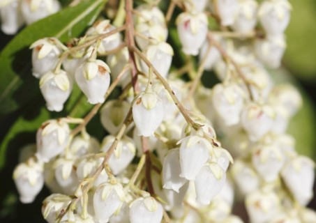 Flowering japanese andromeda (Pieris japonica), North Rhine-Westphalia, Germany, Europe
