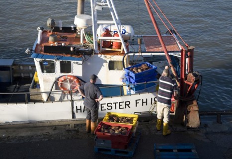 Fishing harbour unloaded fresh catch Bridlington, Yorkshire, England, United Kingdom, Europe