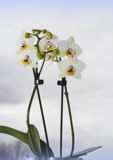Butterfly orchid (Phalaenopsis), flowers