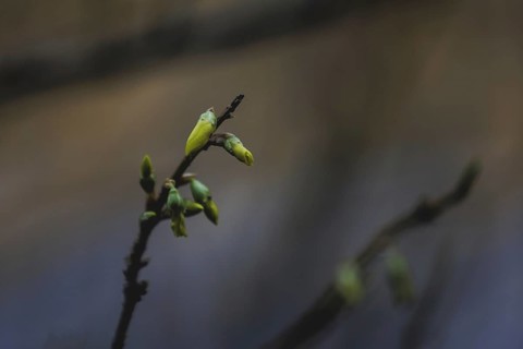 Buds on a shrub, photographed in Berlin, 27/02/2024