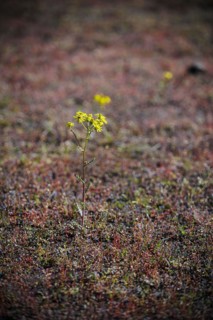 Flowers grow on the former roll call square at the Sachsenhausen concentration camp memorial.