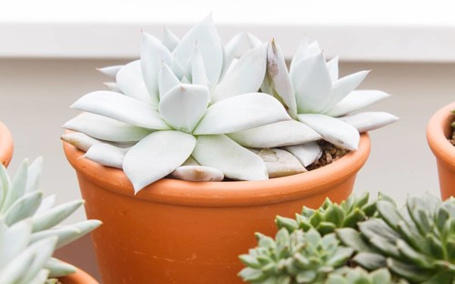 Beautiful succulent plant in greenhouse. Closeup, floral patterns, selective focus