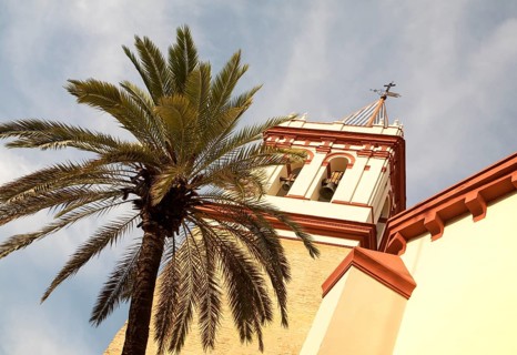 Date palm tree and tower of Basilica de la Macarena, Barrio Macerana, Seville, Spain, Europe
