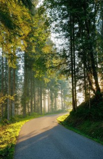 Narrow road leads through forest in Oberägeri, Canton Zug, Switzerland, Europe