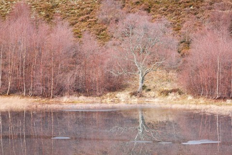 Reddish birch trees overgrown with moss are reflected in the water of a loch covered with ice