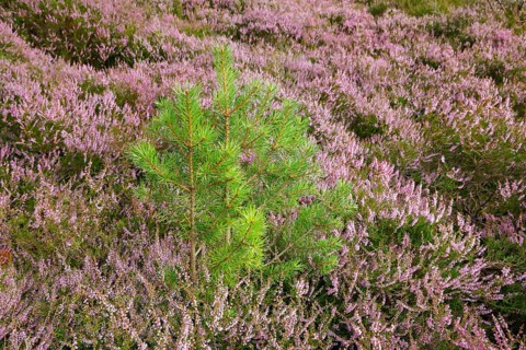 Young Scots pine surrounded by flowering heather, Scotland, Great Britain