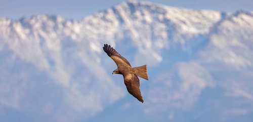Black kite (Milvus migrans), flight photo, blue sky, Hides De Calera / Steppe Raptors, Nussloch,