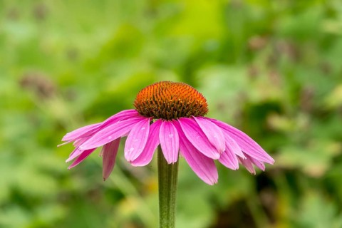 Purple cone flower (Echinacea purpurea), German