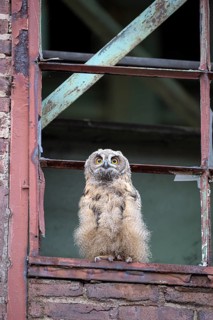Eurasian eagle-owl (Bubo bubo), fledged young bird, in an old window frame, industrial building,
