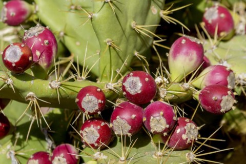 Fruits of the cactus pear (Opuntia ficus-indica), Fuerteventura, Canary Island, Spain, Europe