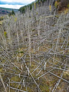 Dead spruce trees, broken by wind, lying wildly in disarray, forest dieback in the Arnsberg Forest