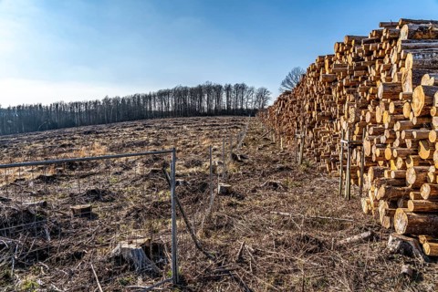 Cleared forest area north of the village of Hirschberg, Soest district, dead spruce stands were