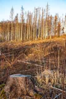 Cleared forest area north of the village of Hirschberg, Soest district, dead spruce stands were