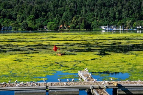 Waterweed, Elodea, an invasive species, green carpet of plants on Lake Baldeney in Essen, the