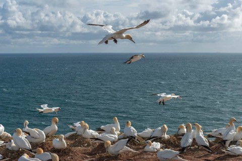 Northern gannets (Morus bassanus) on their nests on the cliff edge and in flight, offshore island