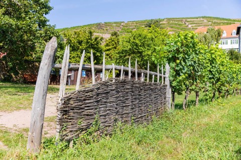 The idyllic, listed Hoflößnitz is a jewel of the Saxon wine culture landscape and the first and