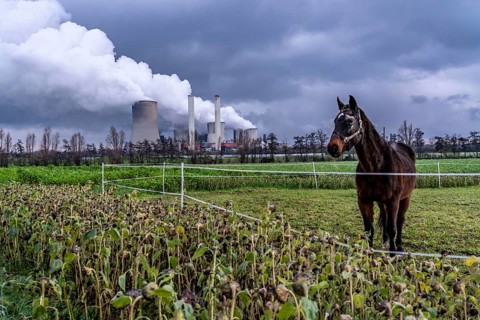 Paddock at the lignite-fired power station, RWE Power AG Niederaußem power station, near Bergheim,