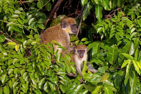 Green monkey (Chlorocebus sabaeus), guenon family, Janjabureh boat trip, Janjabureh, South Bank,