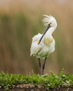 Eurasian spoonbill (Platalea leucorodia) also known as spoonbill, decorative feathers on the head,