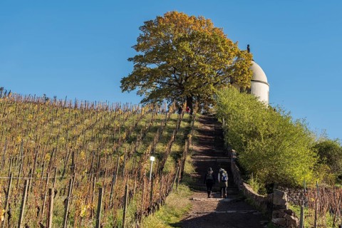 Path up to tower Jacobstein, vineyard at castle Wackerbarth, Radebeul, near Meissen, Germany,