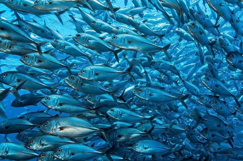 Large shoal of bigeye trevallies (Caranx sexfasciatus) Bigeye jack mackerel swimming in open sea,