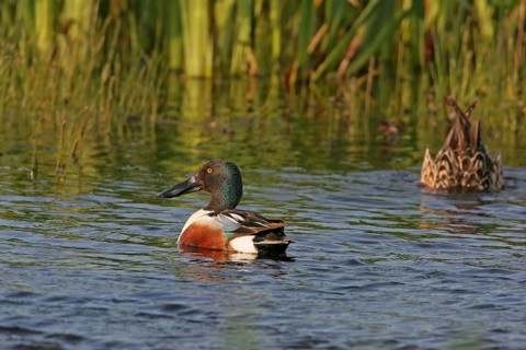 Northern shoveler (Anas clypeata), swimming in the water, Texel, Noordholland, Holland