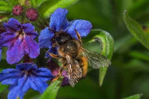A rusty red mason bee (Osmia bicornis) on Purple Gromwell (Buglossoides purpurocaerulea) surrounded