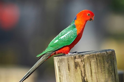 Close-up of an Australian king parrot (Alisterus scapularis) male wildlife in Australia