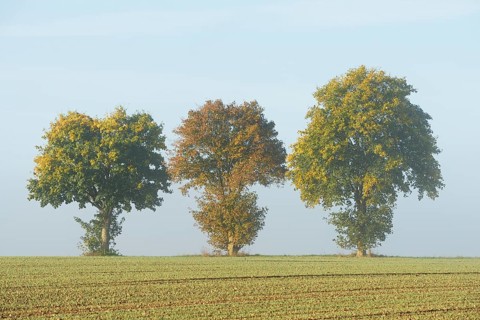 Deciduous trees, maple (Acer) with autumn leaves at the edge of a field in the fog, North