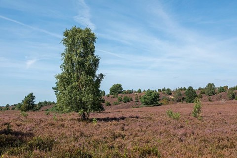 Heather blossom, trees, birch, Wilseder Berg near Wilsede, Bispingen, Lüneburg Heath, Lower Saxony,