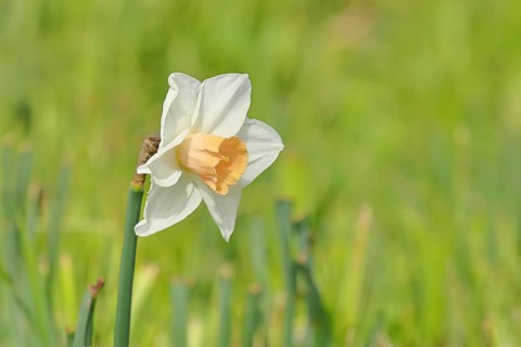 Large-crowned narcissus (Narcisuss), bicoloured flower, North Rhine-Westphalia, Germany, Europe