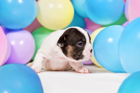 Tiny 3 weeks old pied and tan French Bulldog dog puppy between colorful balloons