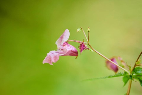 Himalayan balsam (Impatiens glandulifera) flower, close-up, Bavaria, Germany, Europe