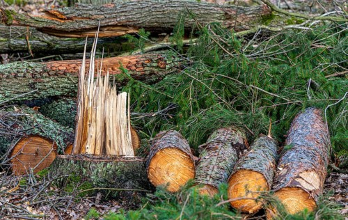 Detailed photo, forestry and clearing in the forest, Berlin, Germany, Europe