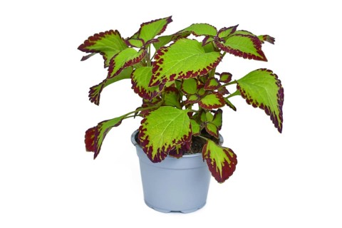 Potted painted nettle 'Coleus Blumei Velvet' plant on white background