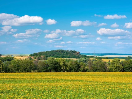 Field with marigolds (Calendula officinalis), medicinal plant, blue sky with cumulus clouds, near