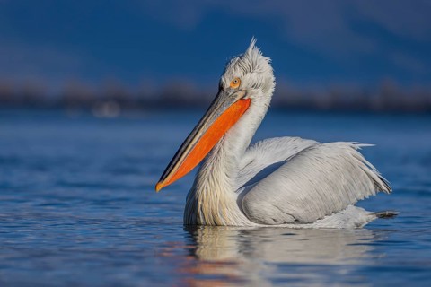 Dalmatian Pelican (Pelecanus crispus), swimming, orange throat pouch, Lake Kerkini, Greece, Europe
