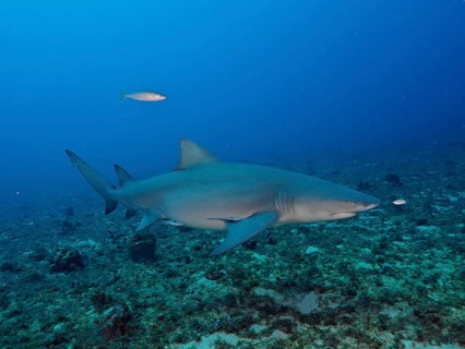 A lemon shark (Negaprion brevirostris) swims close to the seabed of the deep ocean. Dive site Lemon