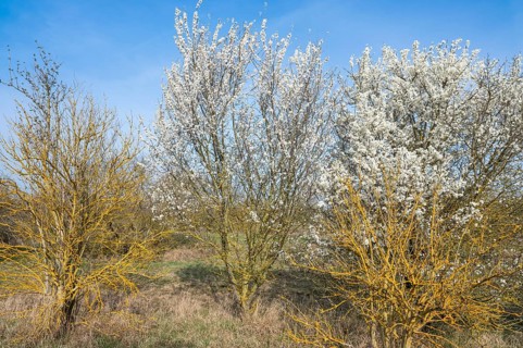 Blackthorn (Prunus spinosa) white flowering and elderberry (Sambucus) overgrown with common orange
