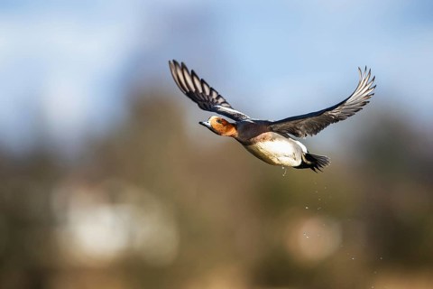 Eurasian Wigeon, (Mareca penelope) male in flight over marshes