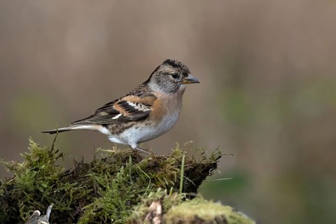 Mountain finch, female, (Fringilla montifringilla), Austria, Upper Austria, Europe