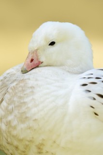 Upland goose (Chloephaga picta), male, portrait, captive, occurrence in South America