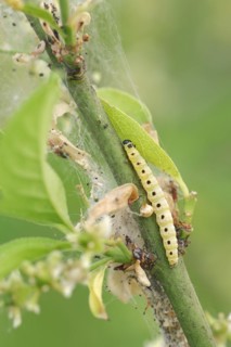 Spindle ermine (Yponomeuta cagnagella), caterpillar, North Rhine-Westphalia, Germany, Europe