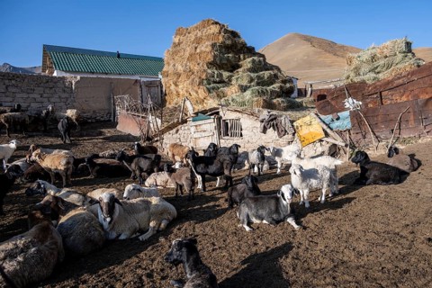 Traditional farm with sheep and haystacks, Kyrgyzstan, Asia