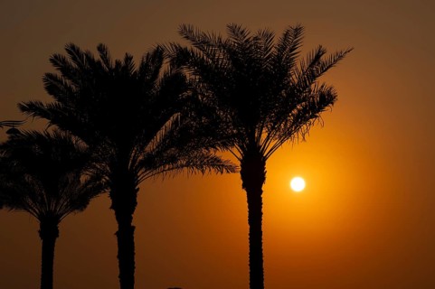 Palm trees, sunset, evening mood, The Boardwalk, waterfront promenade, Palm Jumeirah, Dubai, United