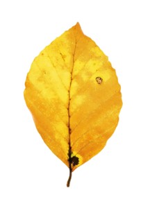 Autumn-coloured leaf of a beech (Fagus sylvatica), copper beech, tree, free-standing, Vechta, Lower