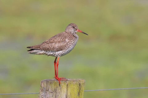 Common redshank (Tringa totanus) standing on a pasture fence, snipe bird, spring, wildlife, Hüde,
