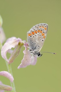 Brown argus (Aricia agestis) on the common levcoje (Matthiola fruticulosa), Provence, southern