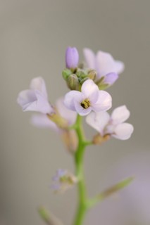 European searocket (Cakile maritima), flowers, Camargue, Provence, southern France